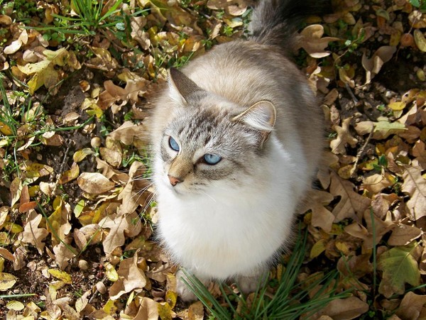 Miss Kitty231