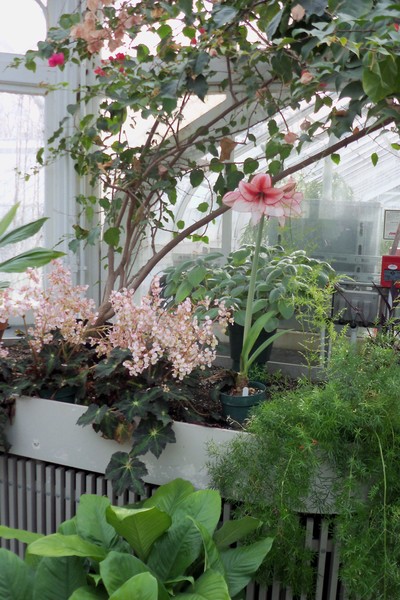 Flowers In The Westmount Park Green House