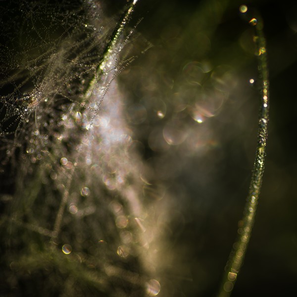 The sun comes trough the morning dew #2