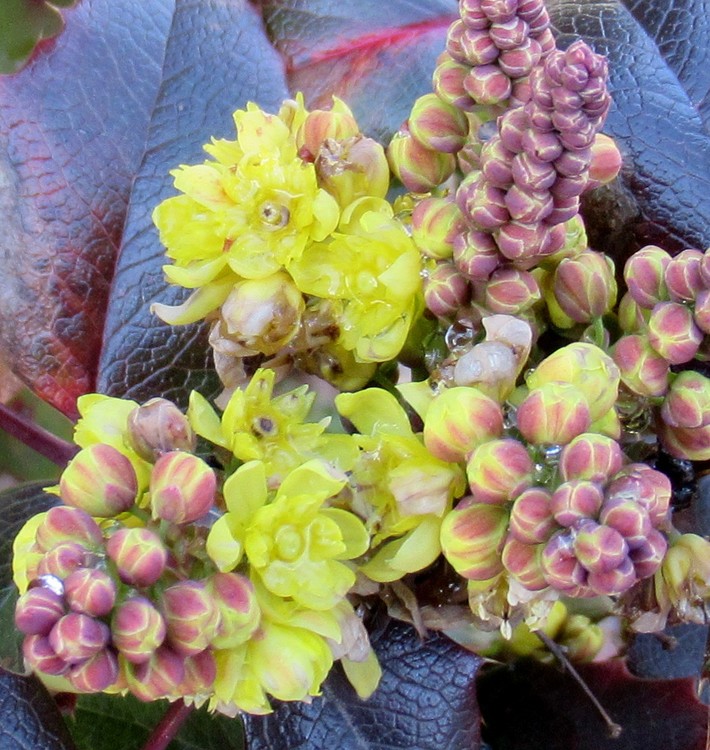 MAHONIA