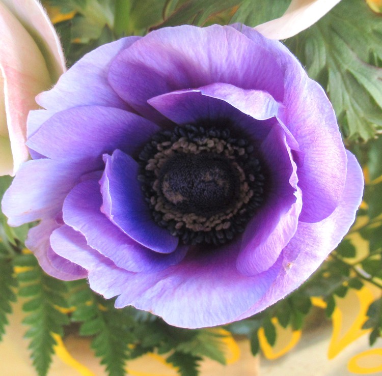 ANEMONE