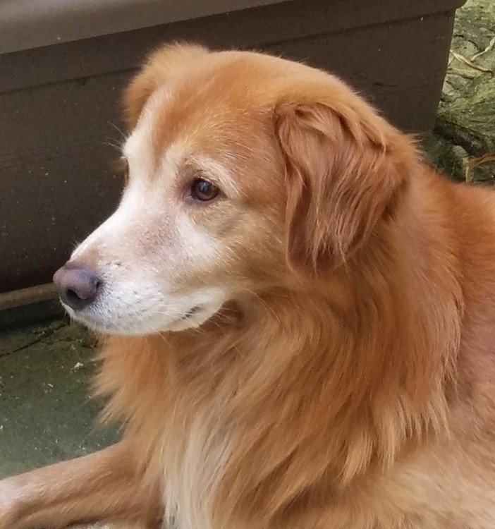 MY FAVORITE DOG
