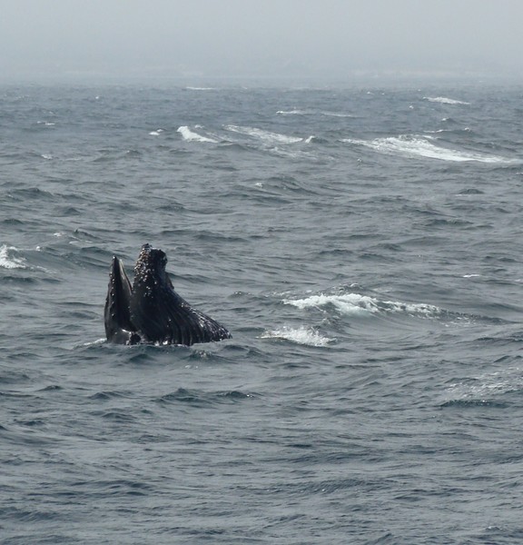 lunge feeding