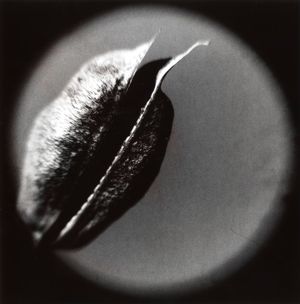 Pod