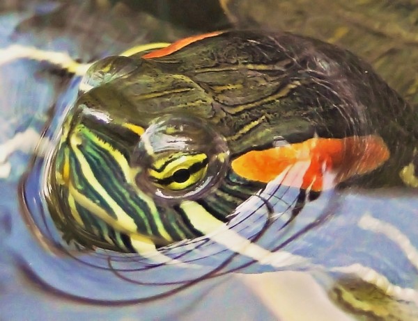 Turtle