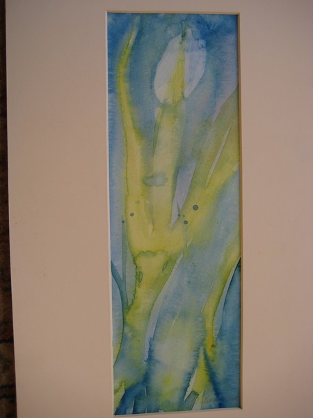 Tulip with blue background