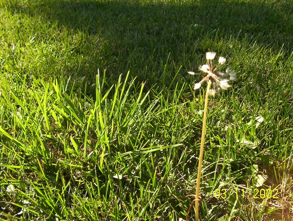 wish on a dandelion
