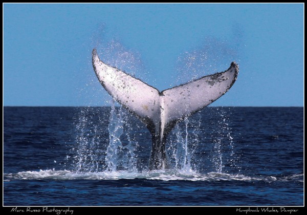 Whale playtime