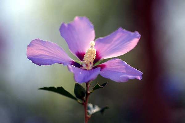 Una flor