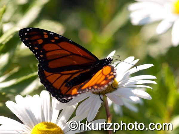 Monarch