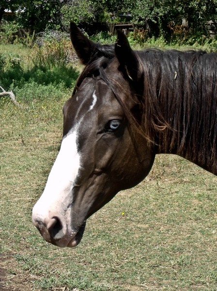 Colt