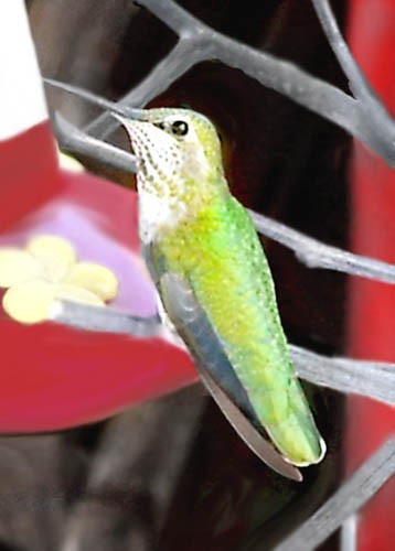 Belmont Hummers