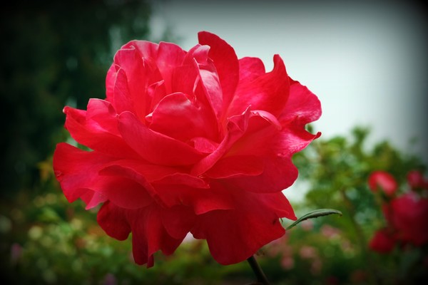 Rose 9