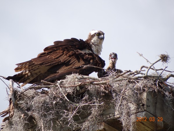 GET NO CLOSER-Osprey & Babies