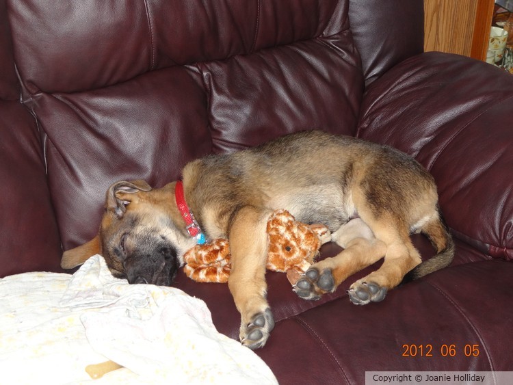 MY REBEL AT 7 WEEKS OLD. PHOTO