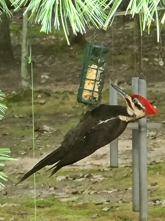 PILEATED IN THE SUET