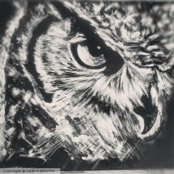 Owl on scratch board