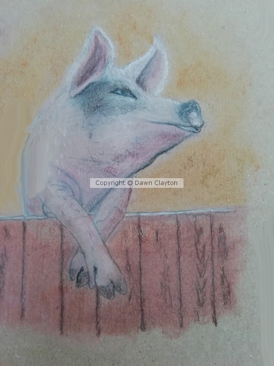 Piggy