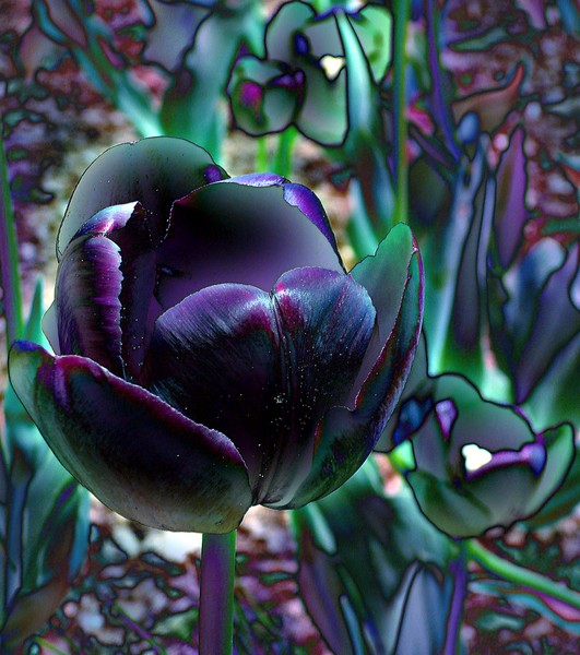 purple tulip