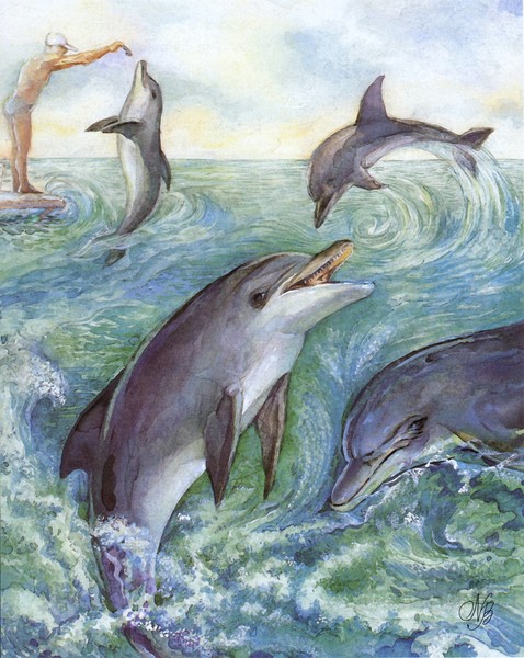 Dolphins