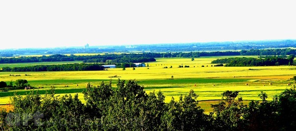 CANOLA VALLEY