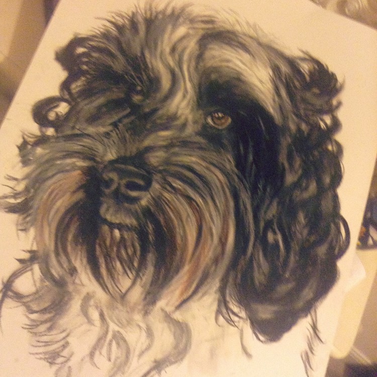 Pet portrait 