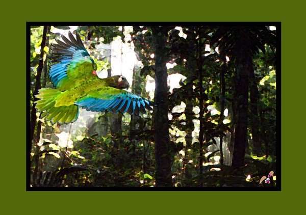 Parrot in Flight