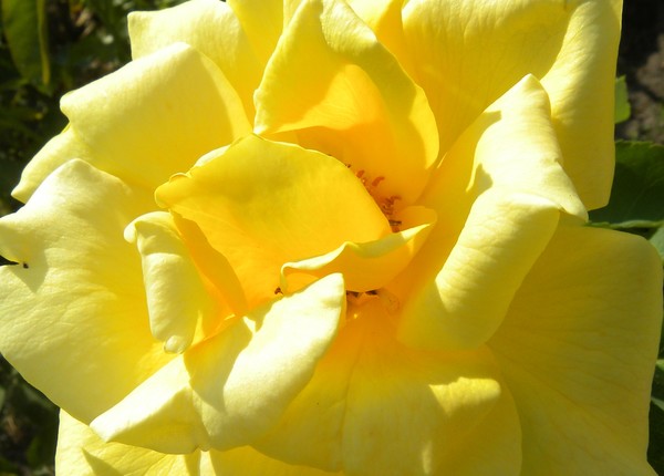 Yellow Rose