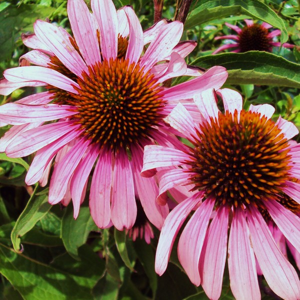 Cone flowers