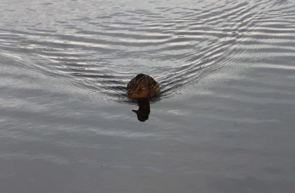 Just swimming along.