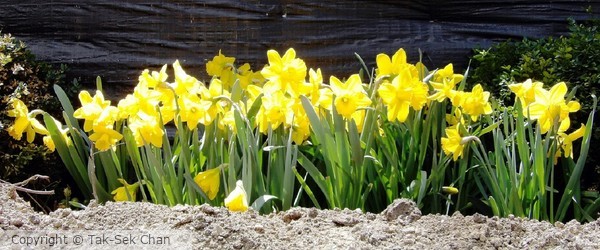 Daffodil