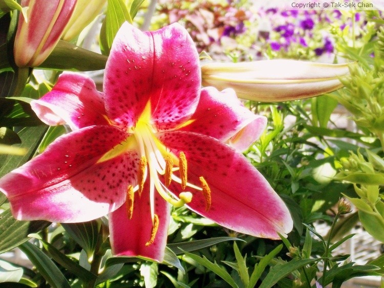 Tiger Lily, red, Weston, MA, 07-22-2011