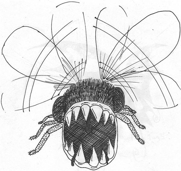Demon Fly