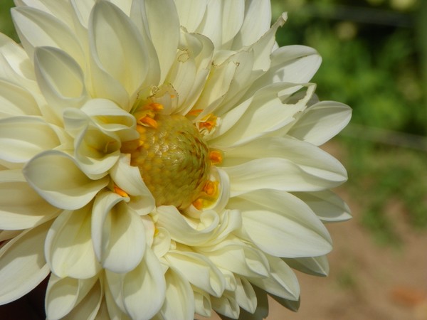 blooming