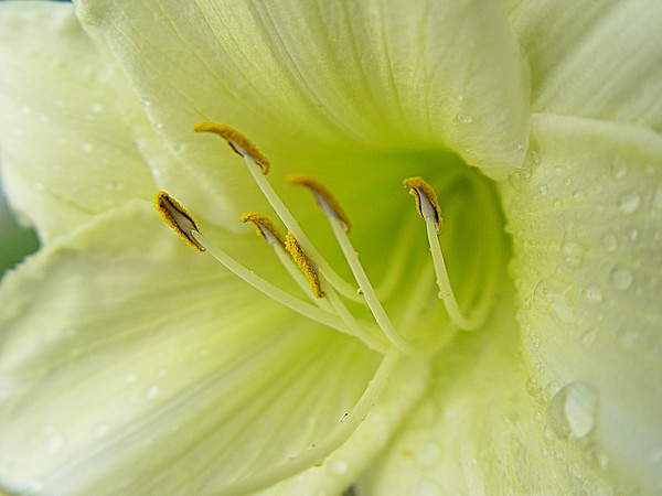 Day Lily