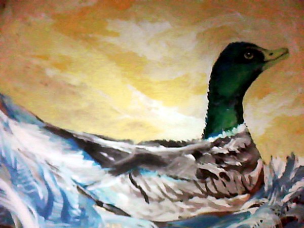 Duck swimming in water.