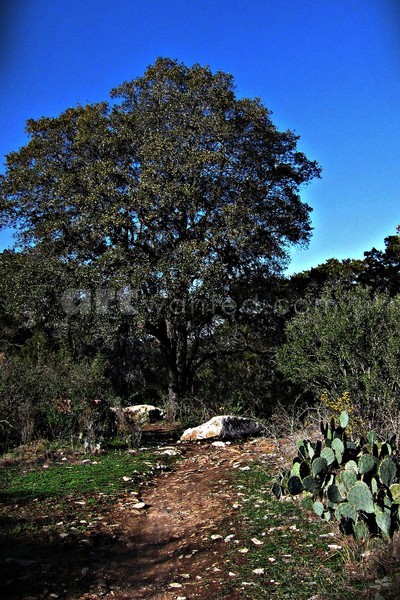 Chaparral Scenic