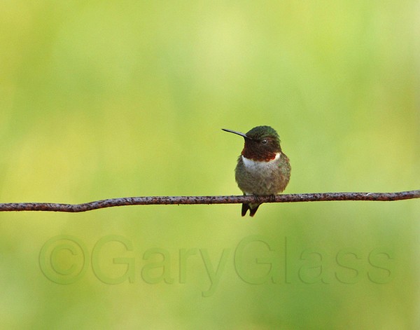 Ruby Throat on a Wire