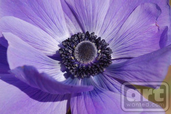 Purple Poppy