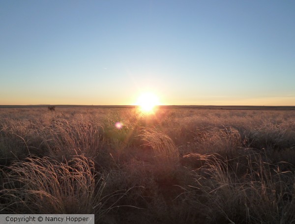 New Mexico Sun 1