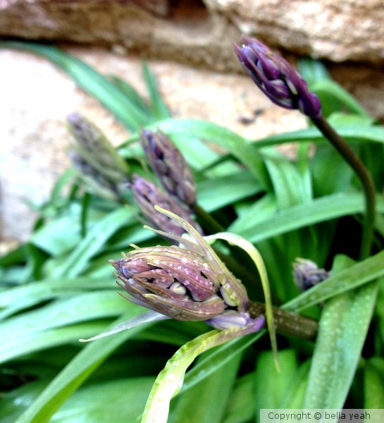 soon-to-be bluebell