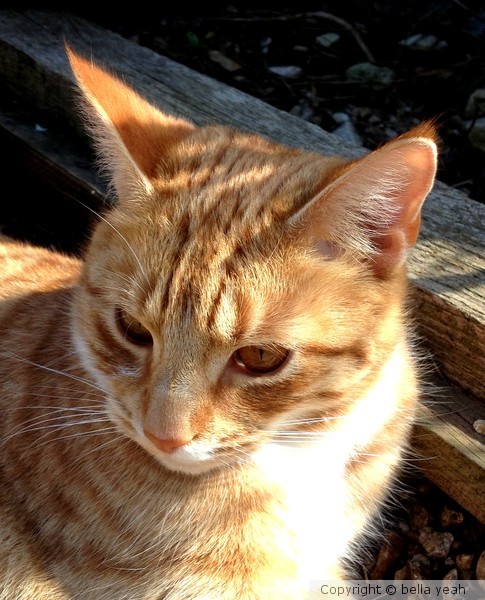 apollo loves sunshine