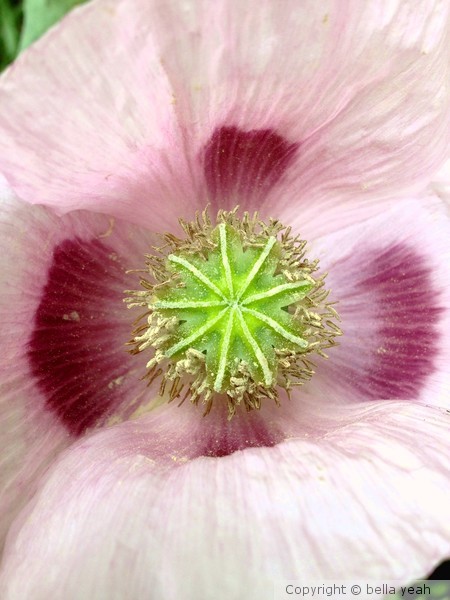 pale pink poppy