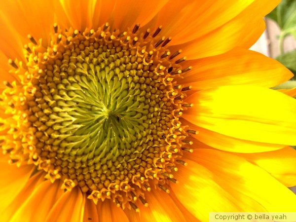 sunflower, sunlight