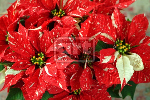 Poinsettia