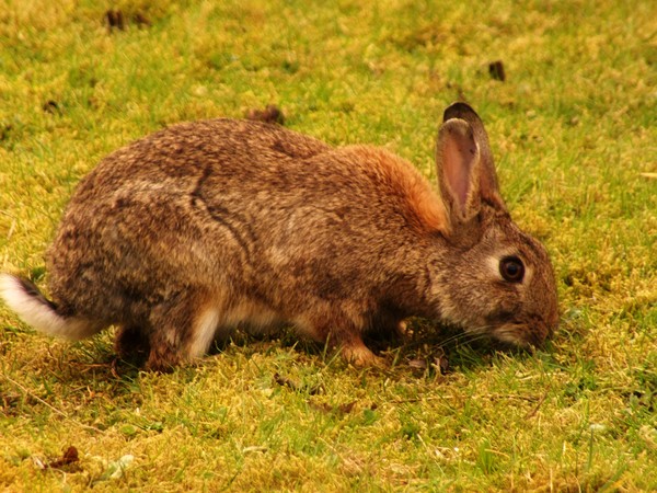 bunny in the city