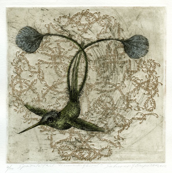 Spatulatail Hummingbird, 2012