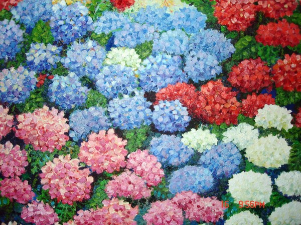 Hydrangeas in full bloom
