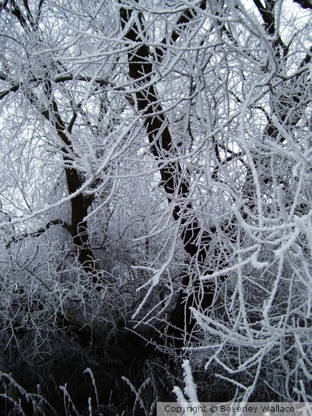 Frozen