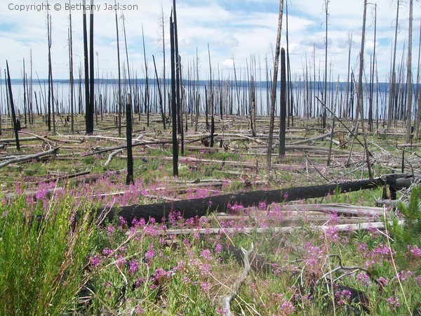 Wildflowers, Pine Skeletons, Lake, Forest